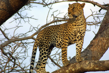 Naklejka premium leopard on the lookout