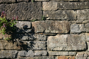 bruchsteinmauer mit blume