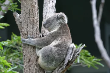 Crédence de cuisine en verre imprimé Koala koala dans l& 39 arbre