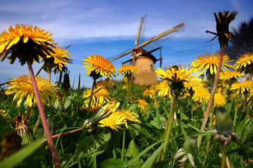 mill and dandelions