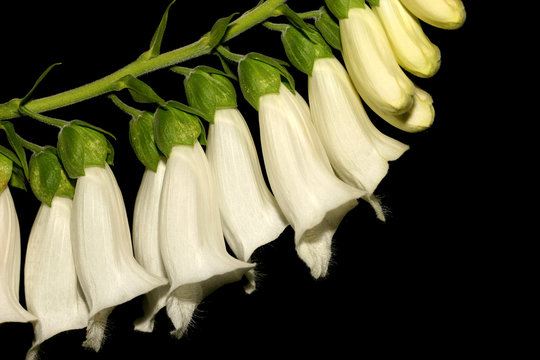 Deadly White Foxglove