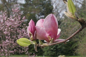 magnolie (2)