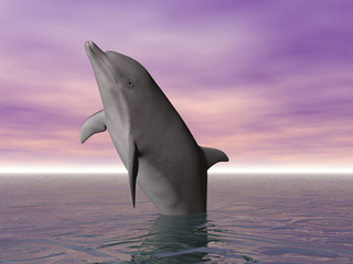 breeching dolphin © Paul Moore