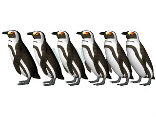 penguin row