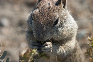 squirrel foraging, close-up