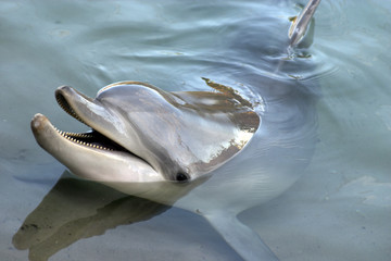 Obraz premium smiling dolphin