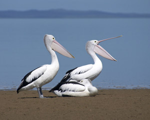 Fototapeta na wymiar pelikany