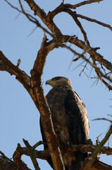 eagle in tree