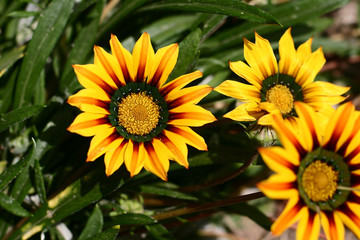corsican flower closeup