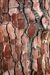 tree structure
