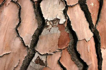 tree structure
