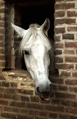 cheval blanc