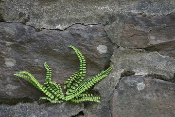 farn an einer mauer