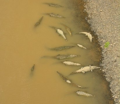 muddy crocodiles