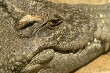 alligator