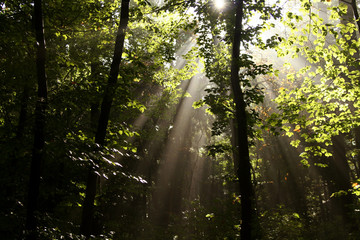 Obraz premium sun rays through leaves