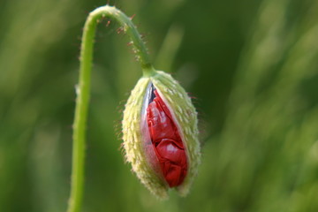 klatschmohn