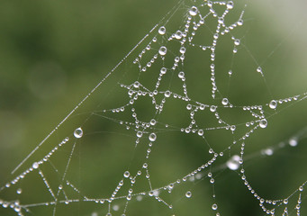spiders web