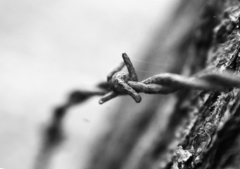 barbed wire