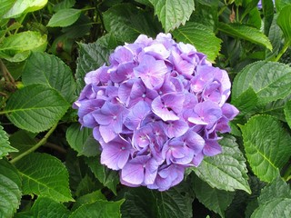   hortensia violet