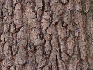 bark texture