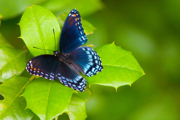 butterfly9562.jpg