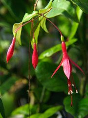 fuchsia flowers