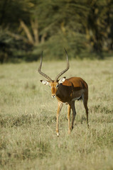 impala