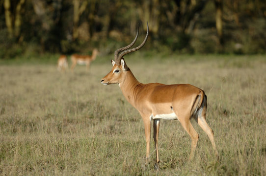 Grant's Gazelle 2