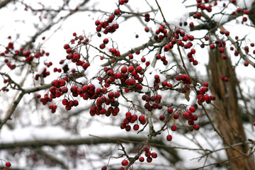 red fruits