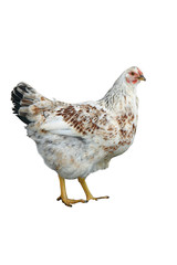 white chicken 2