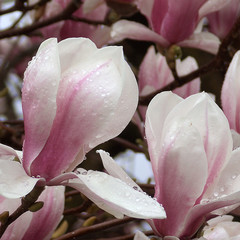 magnolie mit tautropfen