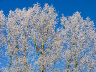 poplar under the hoar-frost