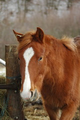 chevaux des monts du lyonnais