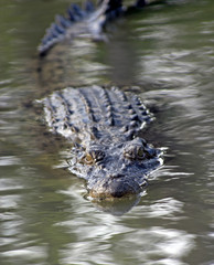 crocodile approaching