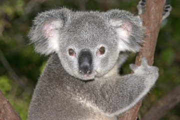 jonge koala