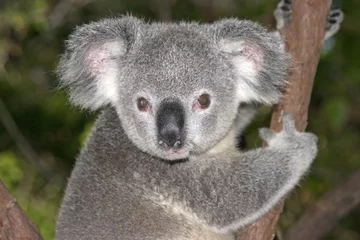 Rideaux tamisants Koala jeune koala