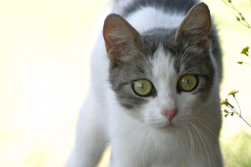katze