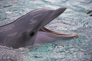 Fototapeta premium dolphin