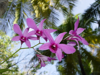 orchid © Amjad Shihab