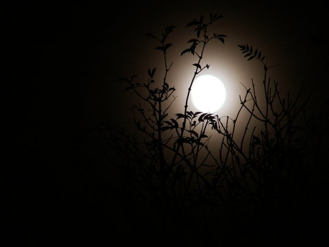 moonlight shadow