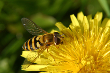 abeille