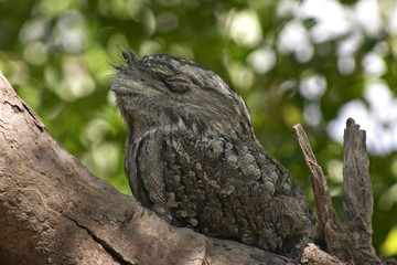 frogmouth