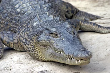 Photo sur Plexiglas Crocodile crocodile en attente