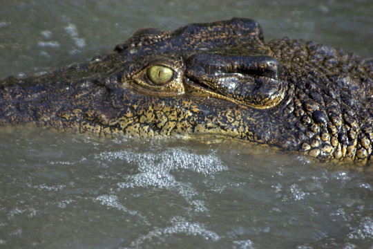 crocodile stalking
