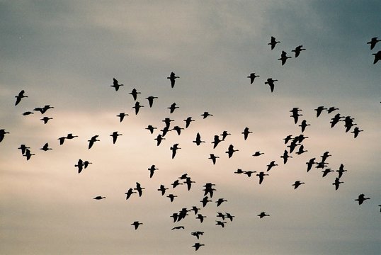 vögel