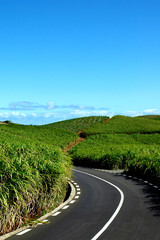 champs de kanasuk (baie du cap, ile maurice)