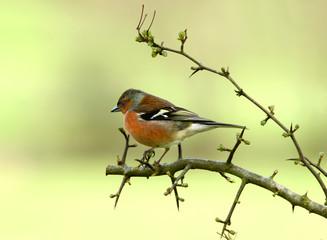 the chaffinch
