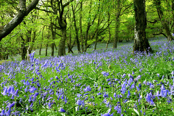 bluebell fantasy land