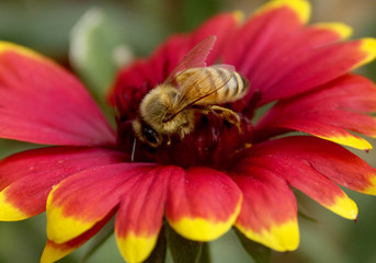 honeybee on bright red flower